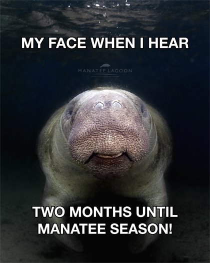 Manatee Season Graphic