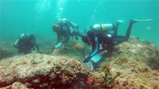 Corals being relocated 