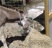 Donkey at Antigua Sanctuary eating hay